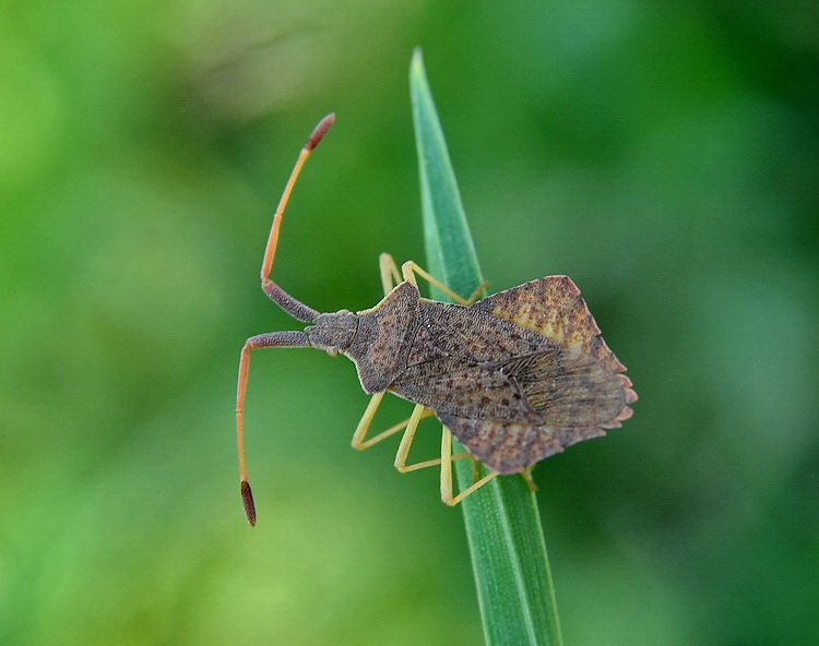 Syromastus rhombeus